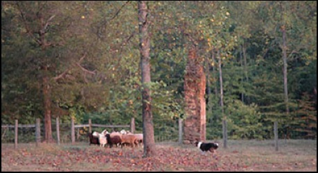 saylorherd