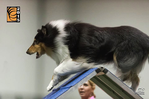 Zorro