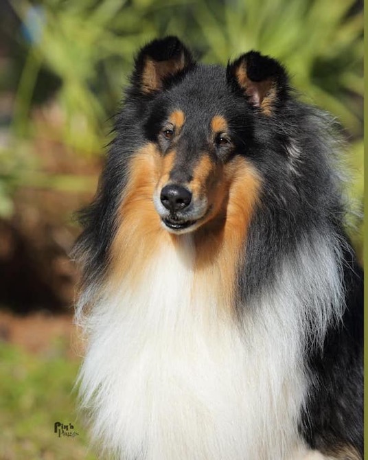 Zorro
