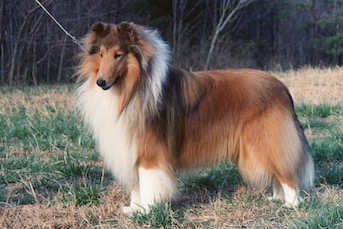 Roy1 copy